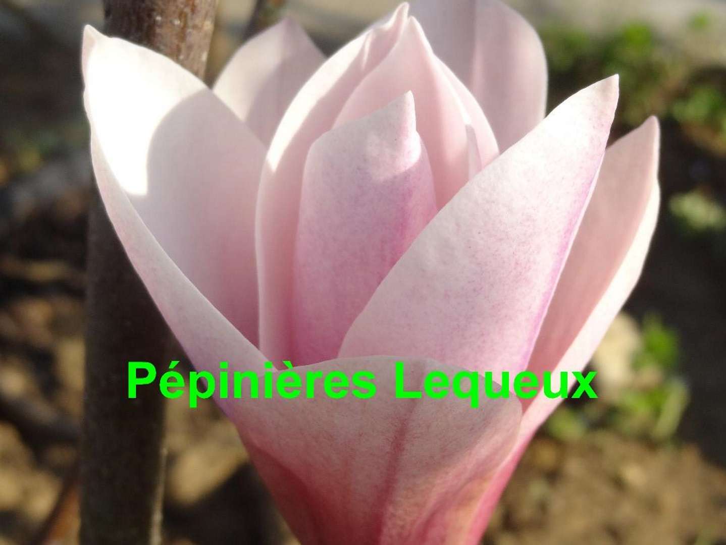 MAGNOLIA 
